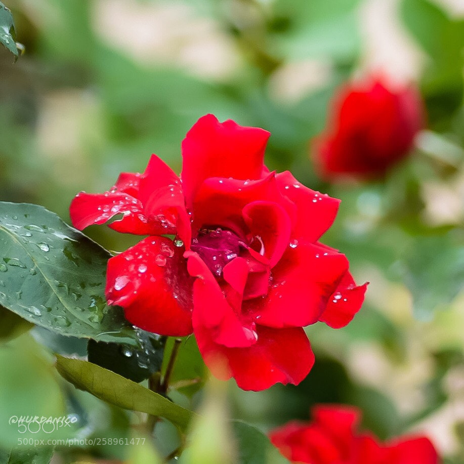 Nikon D5300 sample photo. The rose is crying photography