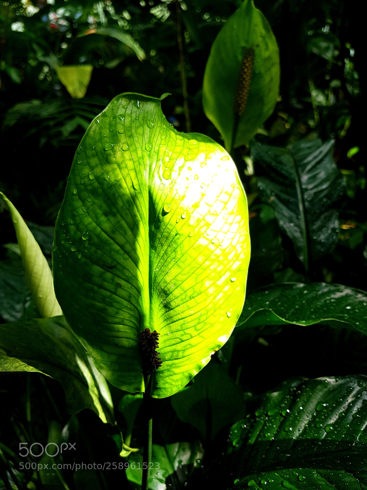 Samsung Galaxy S7 sample photo. Untitled photography