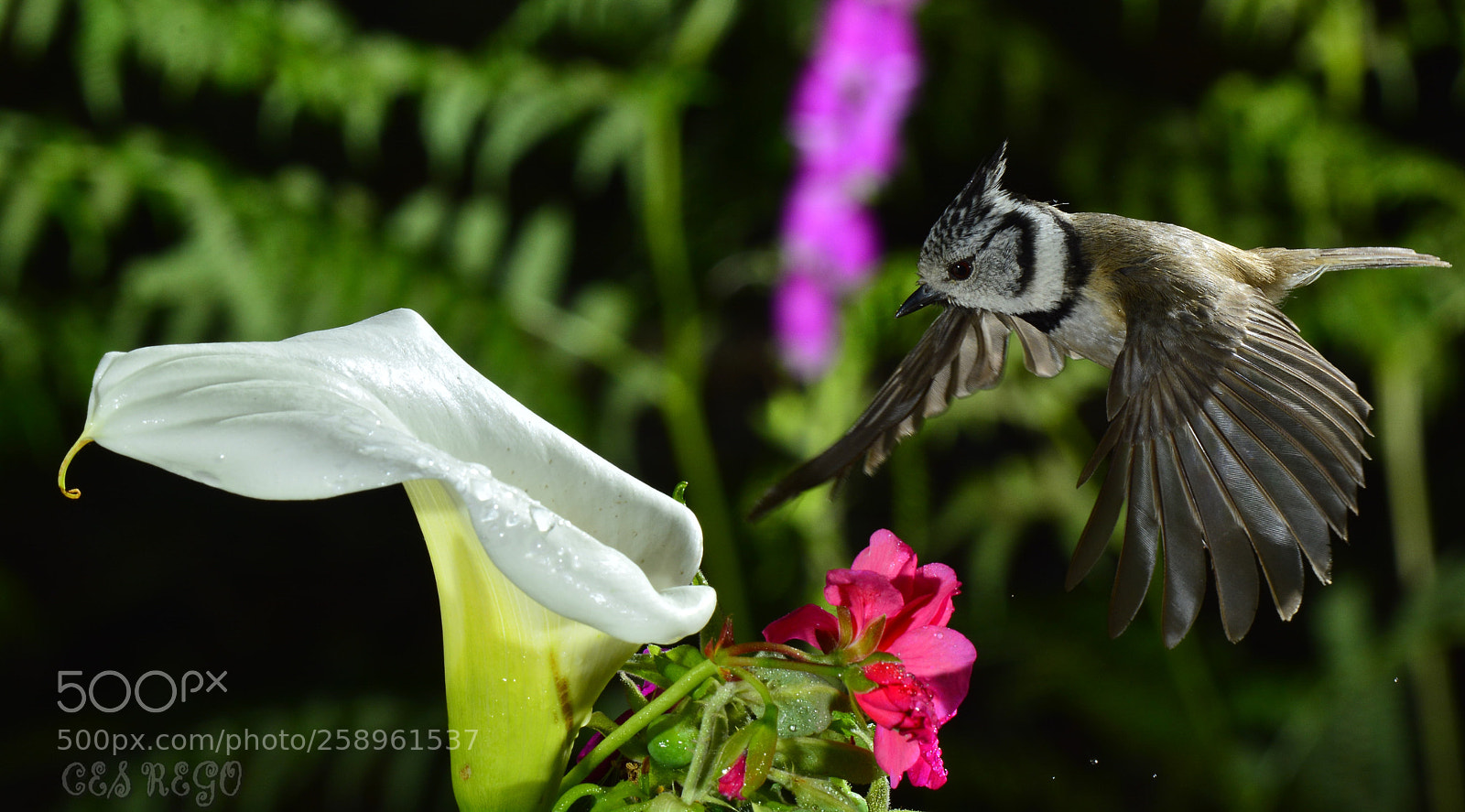Nikon D7100 sample photo. _dsc1884-1.jpg photography