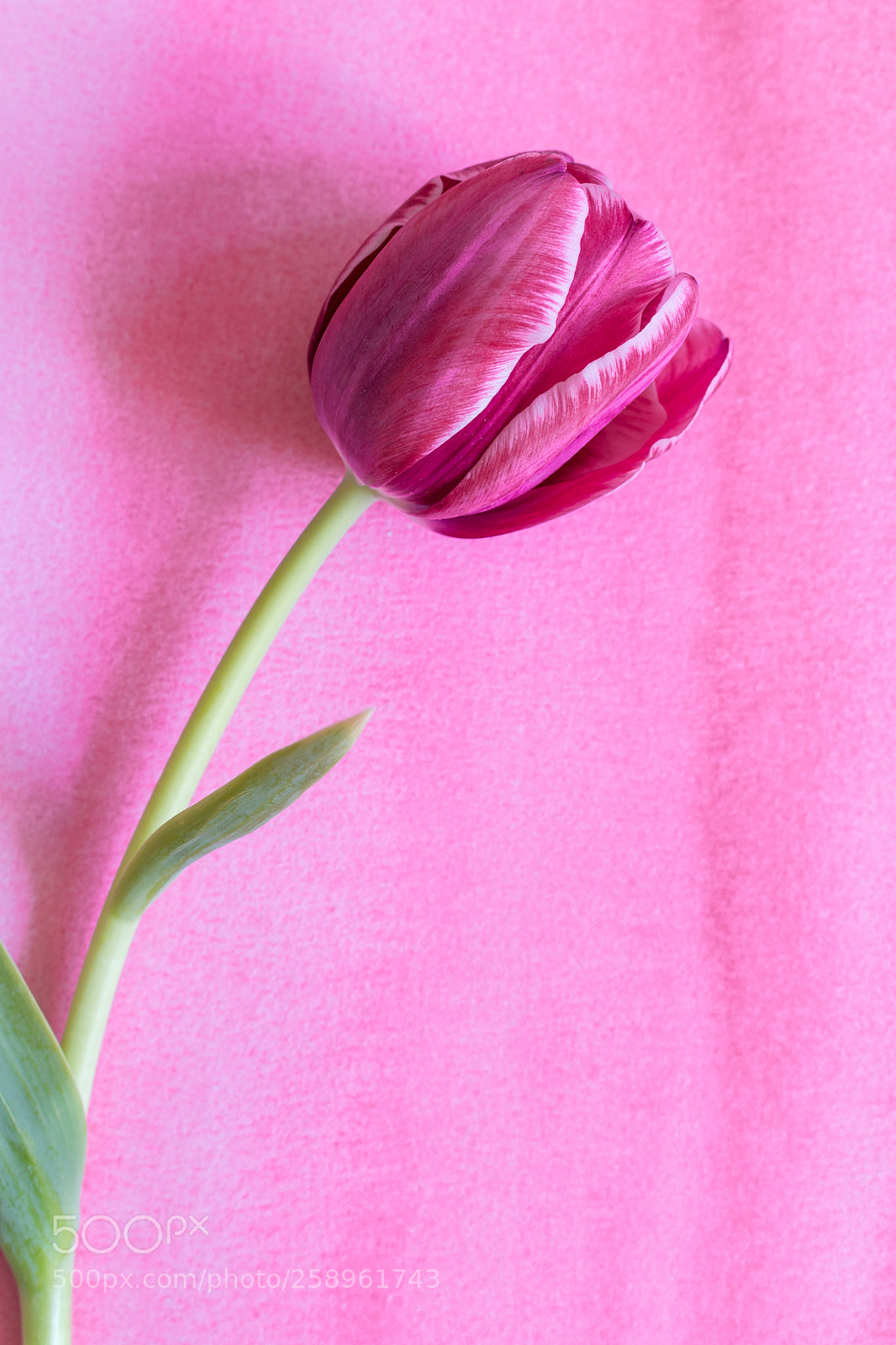 Canon EOS 70D sample photo. One tulip photography