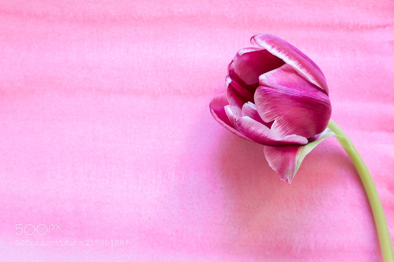 Canon EOS 70D sample photo. One tulip photography