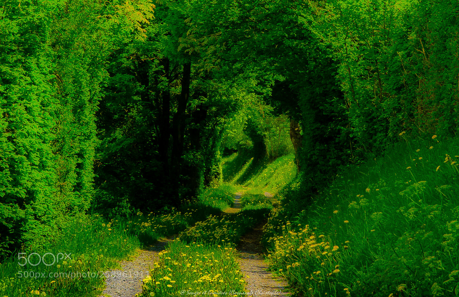 Nikon D7100 sample photo. Tunnel vert photography