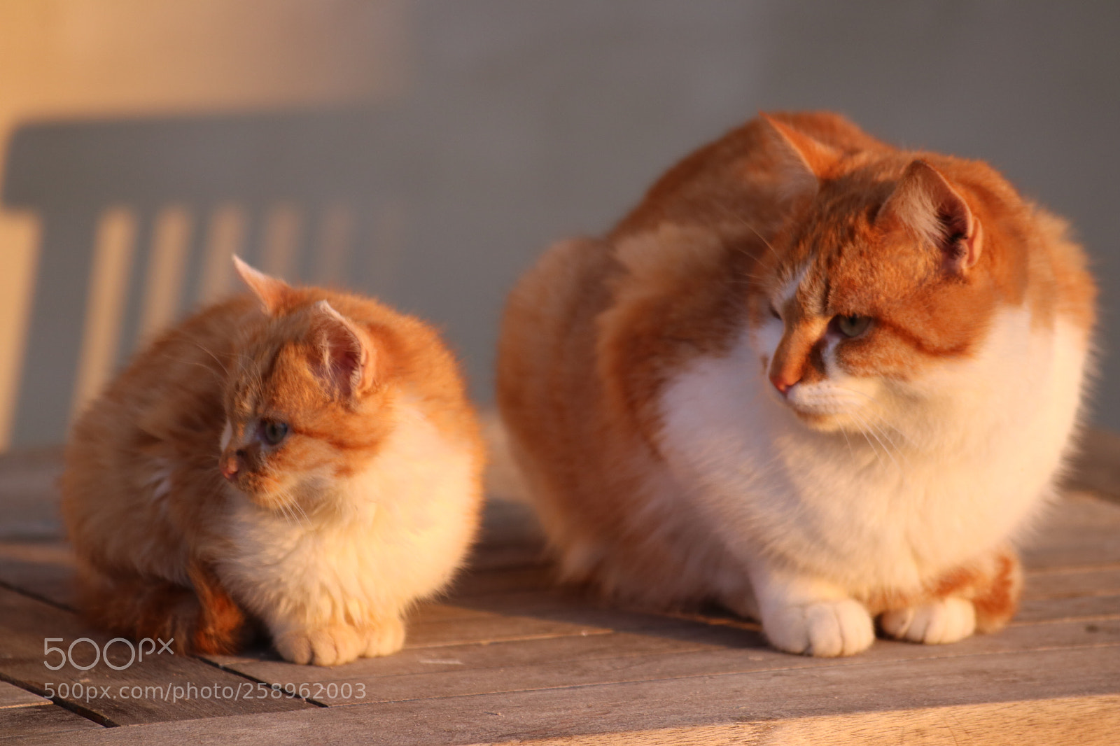 Canon EOS 80D sample photo. ...two brothers, two friends... photography