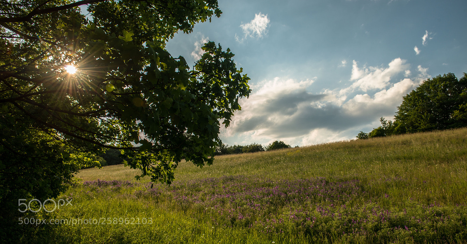 Nikon D800 sample photo. Louka photography
