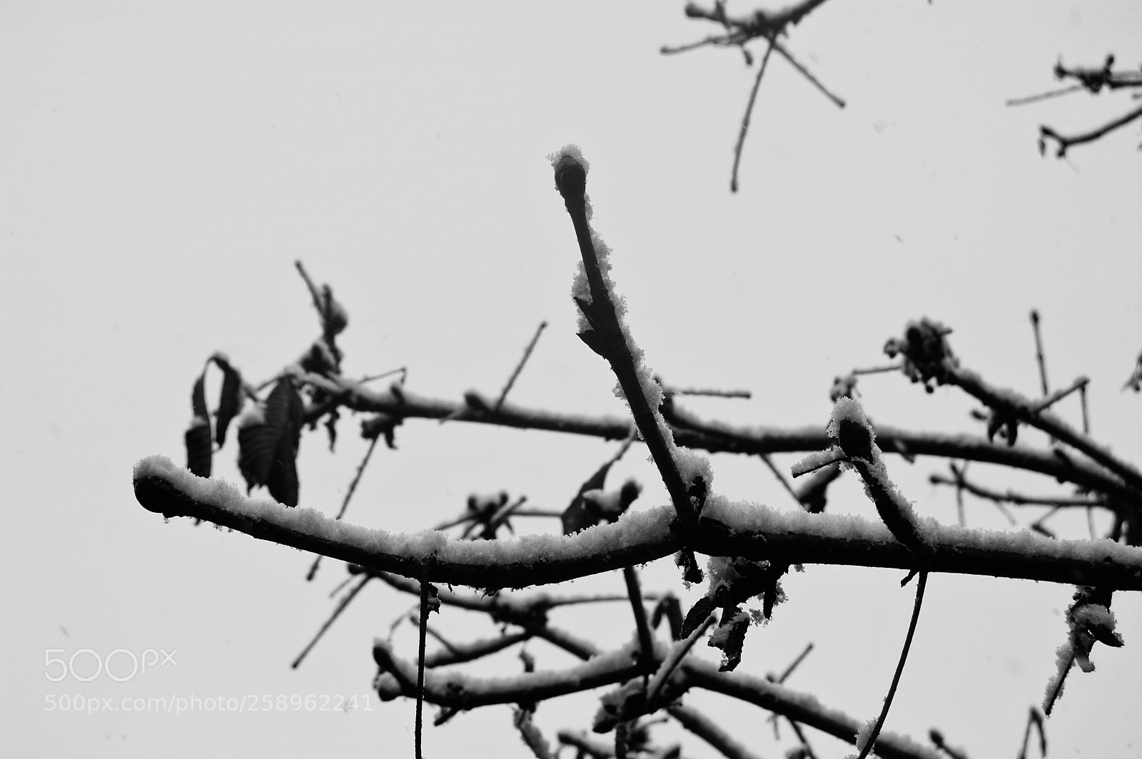 Nikon D40 sample photo. El peso de un photography