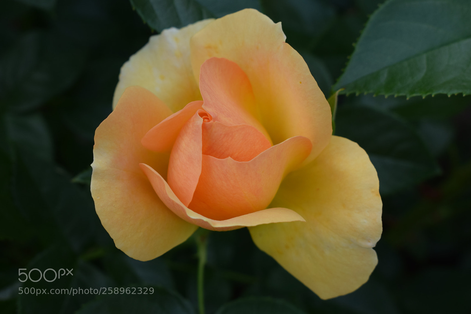 Nikon D3300 sample photo. Rose butterfly photography