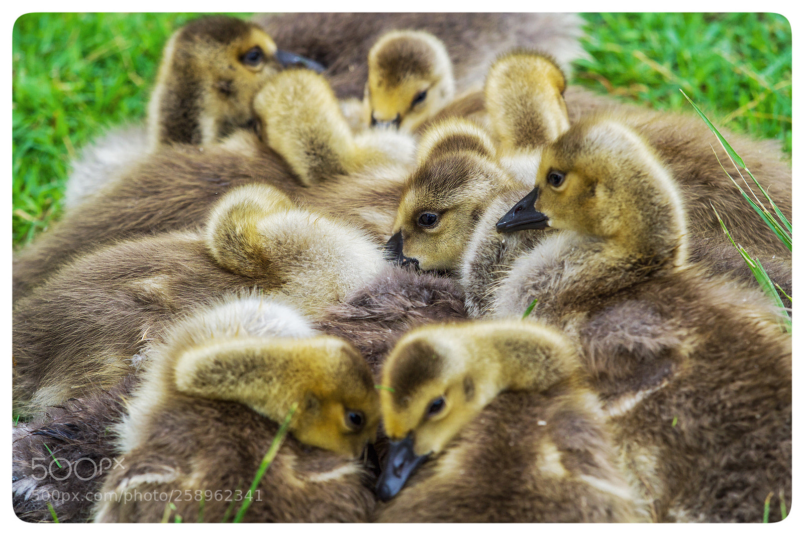 Olympus OM-D E-M1 Mark II sample photo. Untitled photography