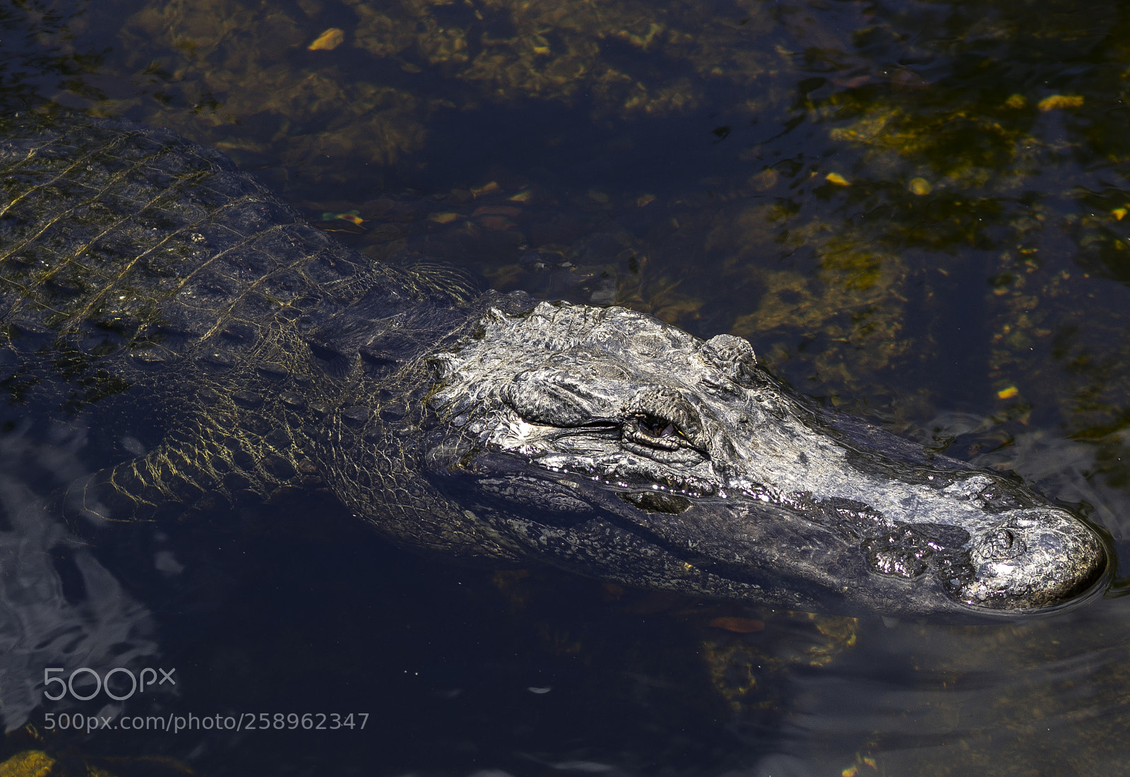 Sony a6300 sample photo. Alligator eyes photography