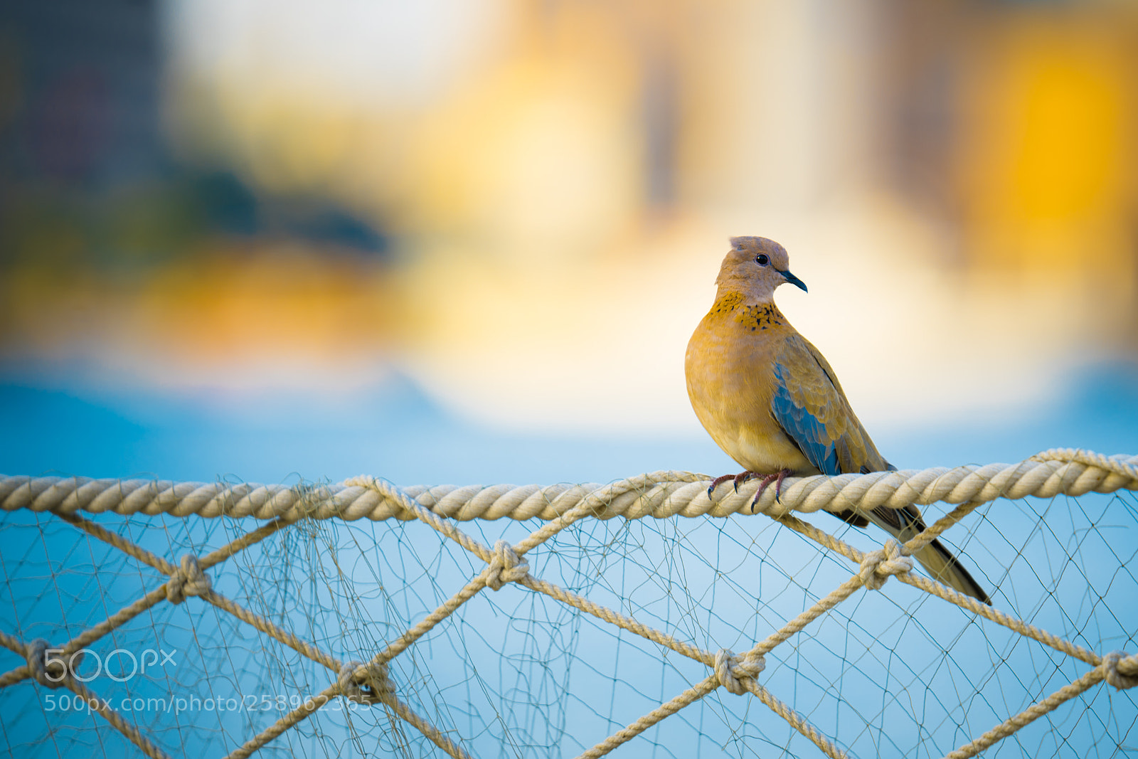 Sony a7R III sample photo. Dove photography