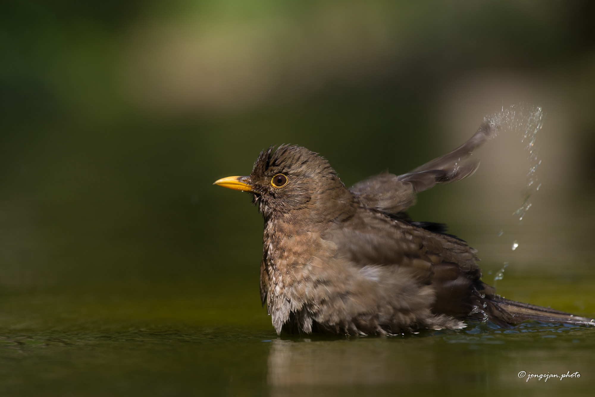 Pentax K-1 Mark II sample photo. Lady blackbird photography