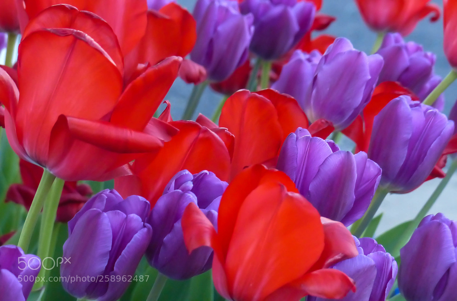 Panasonic Lumix DMC-FZ200 sample photo. Bright photography