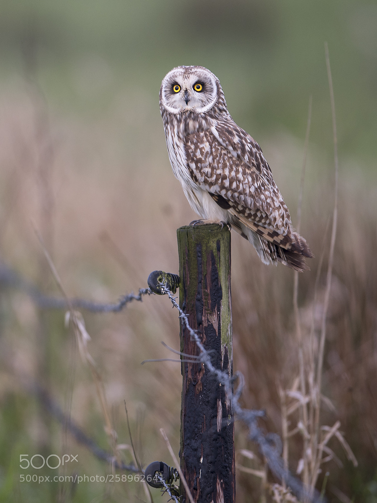 Nikon D750 sample photo. Short-eared owl taking a photography