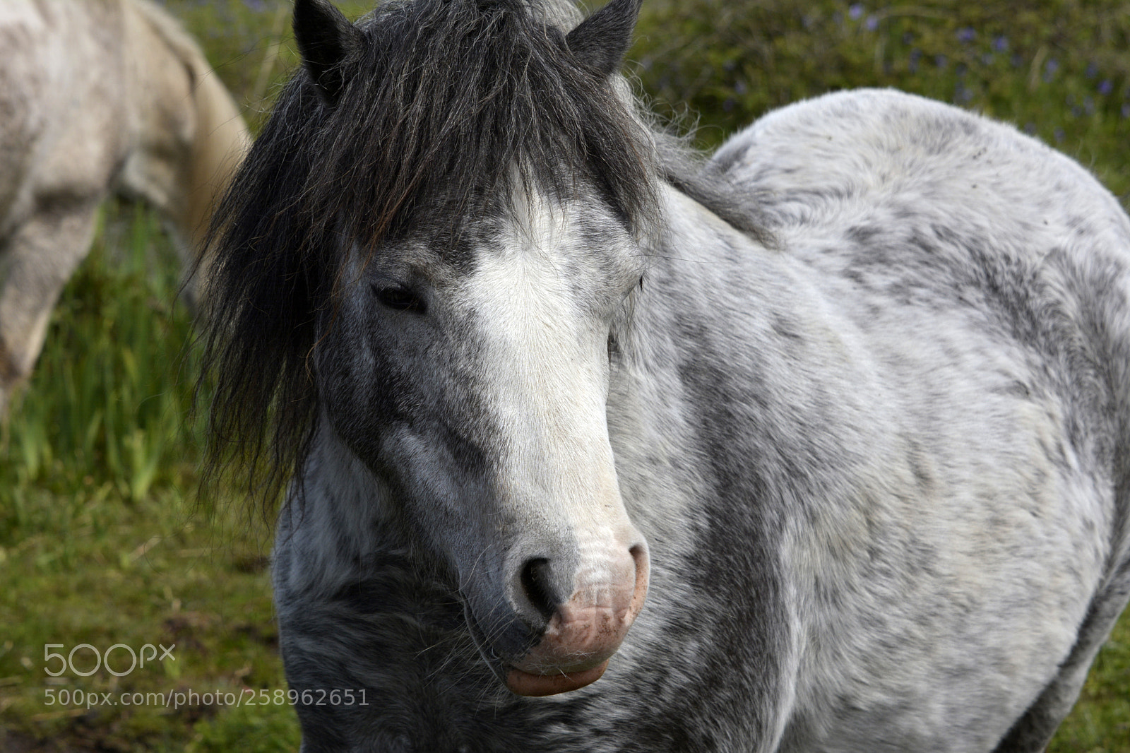 Nikon D7100 sample photo. Welsh mountain pony photography