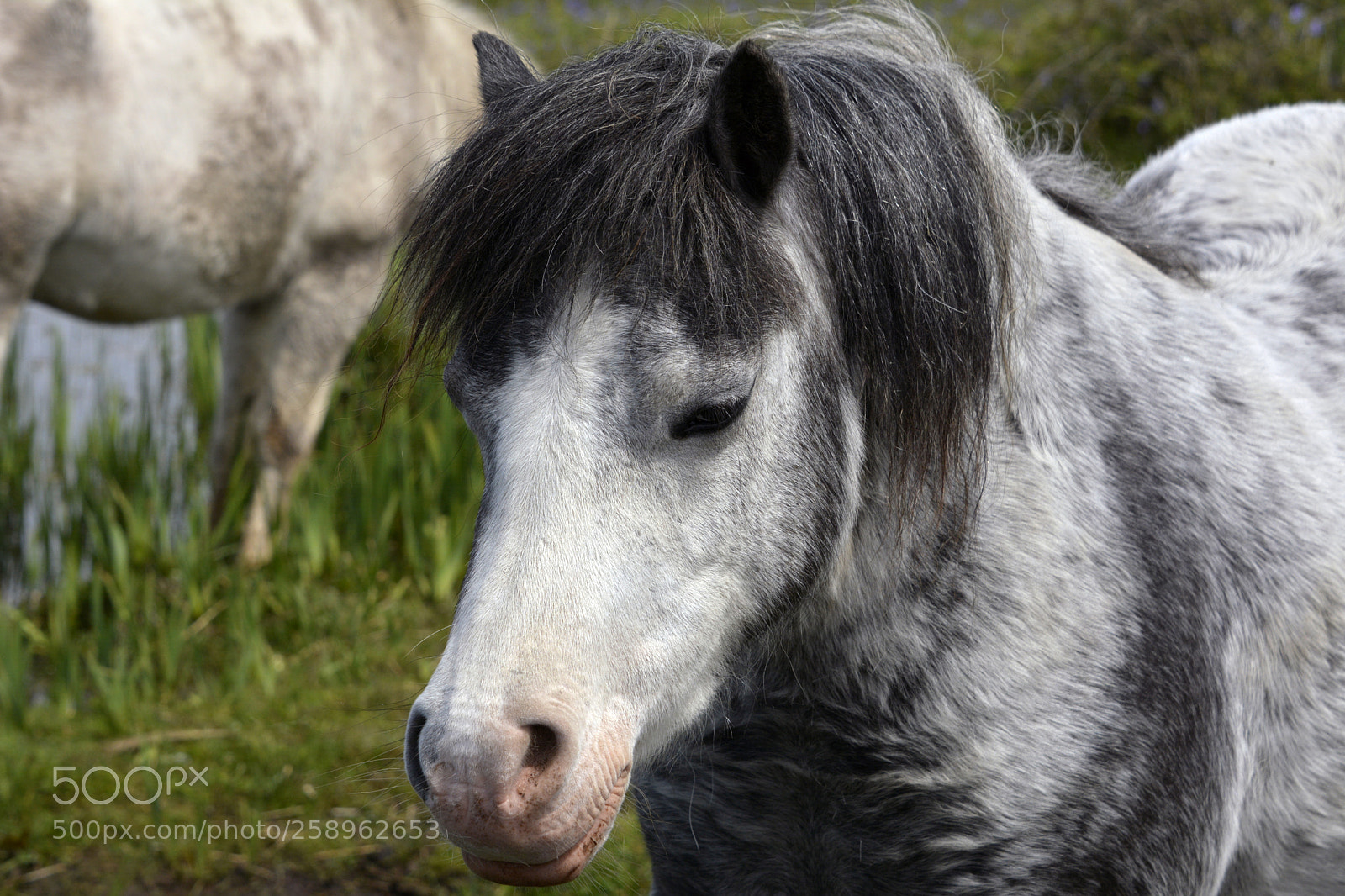 Nikon D7100 sample photo. Welsh mountain pony photography