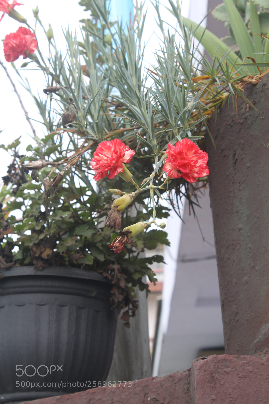 Canon EOS 1100D (EOS Rebel T3 / EOS Kiss X50) sample photo. Img photography