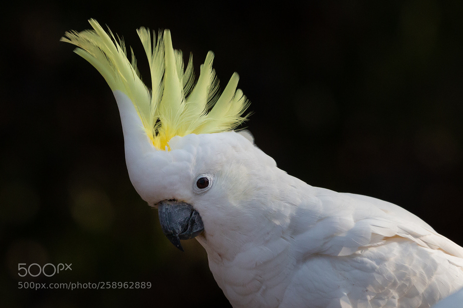 Canon EOS 70D sample photo. Sulphur crested cockatoo photography