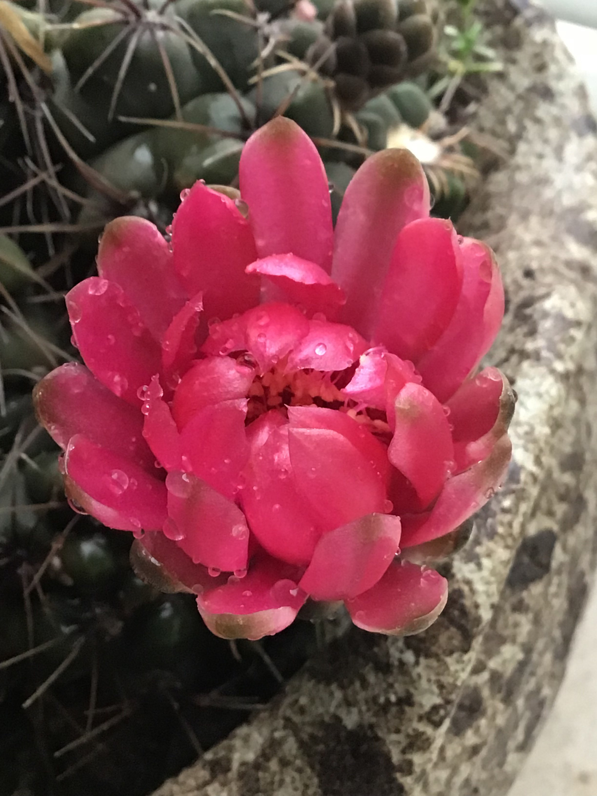 Apple iPad (6th generation) sample photo. Flower photography