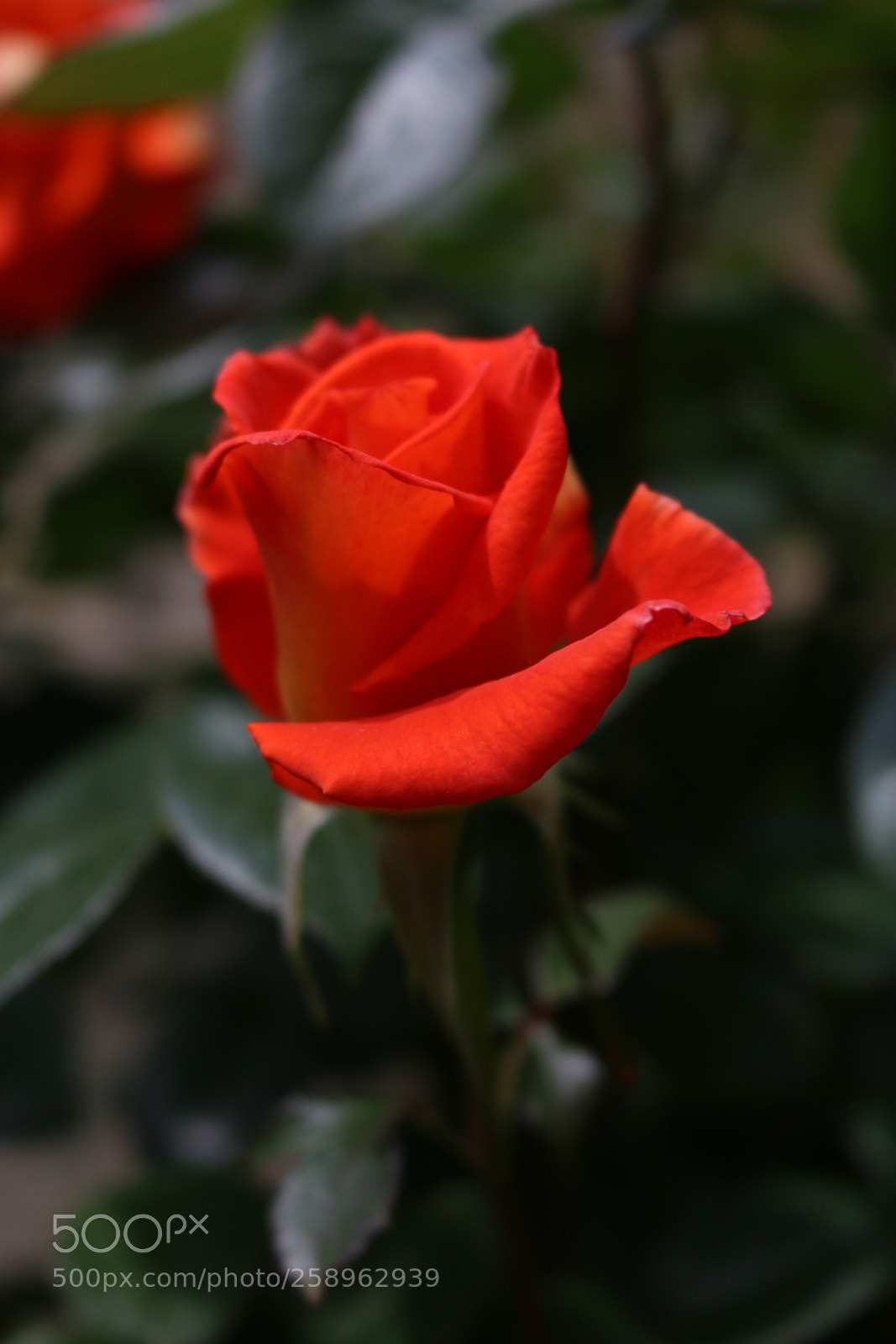 Canon EOS 70D sample photo. Rose photography