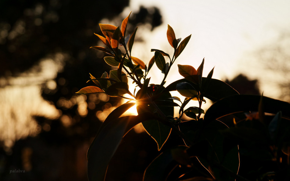 Samsung NX30 sample photo. ... photography