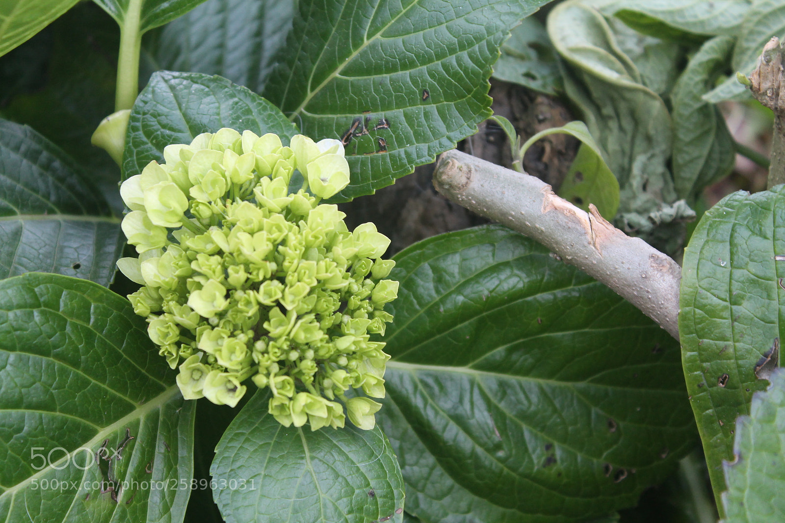 Canon EOS 1100D (EOS Rebel T3 / EOS Kiss X50) sample photo. Img photography