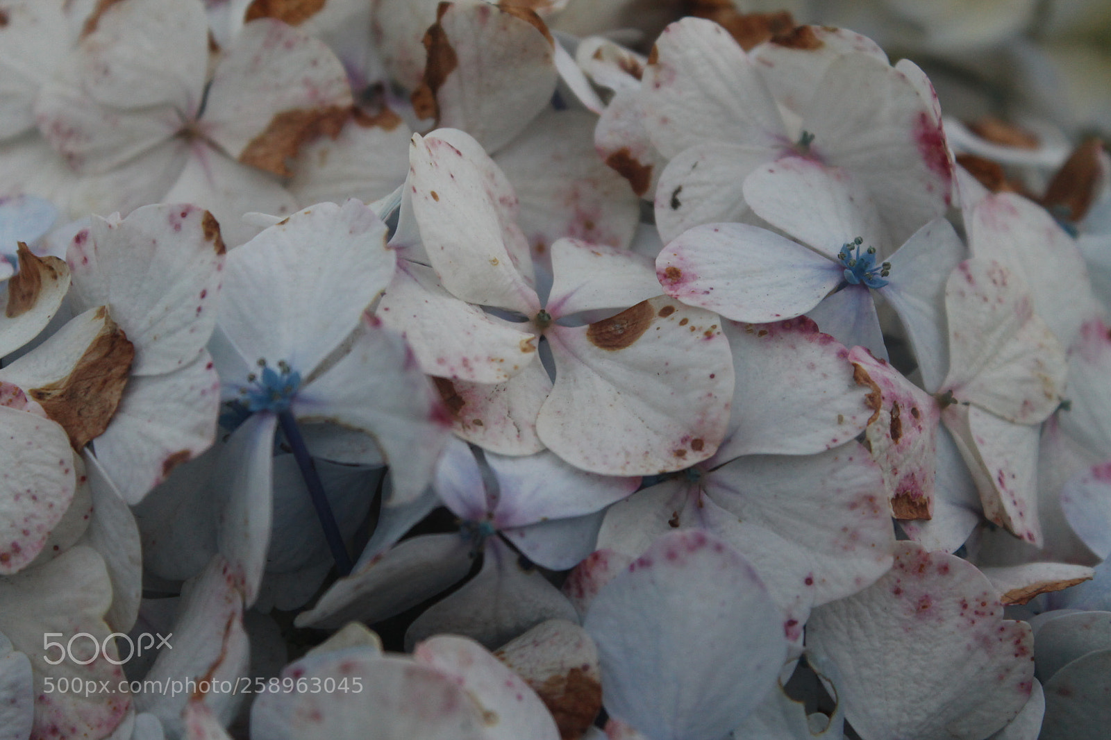 Canon EOS 1100D (EOS Rebel T3 / EOS Kiss X50) sample photo. Img photography