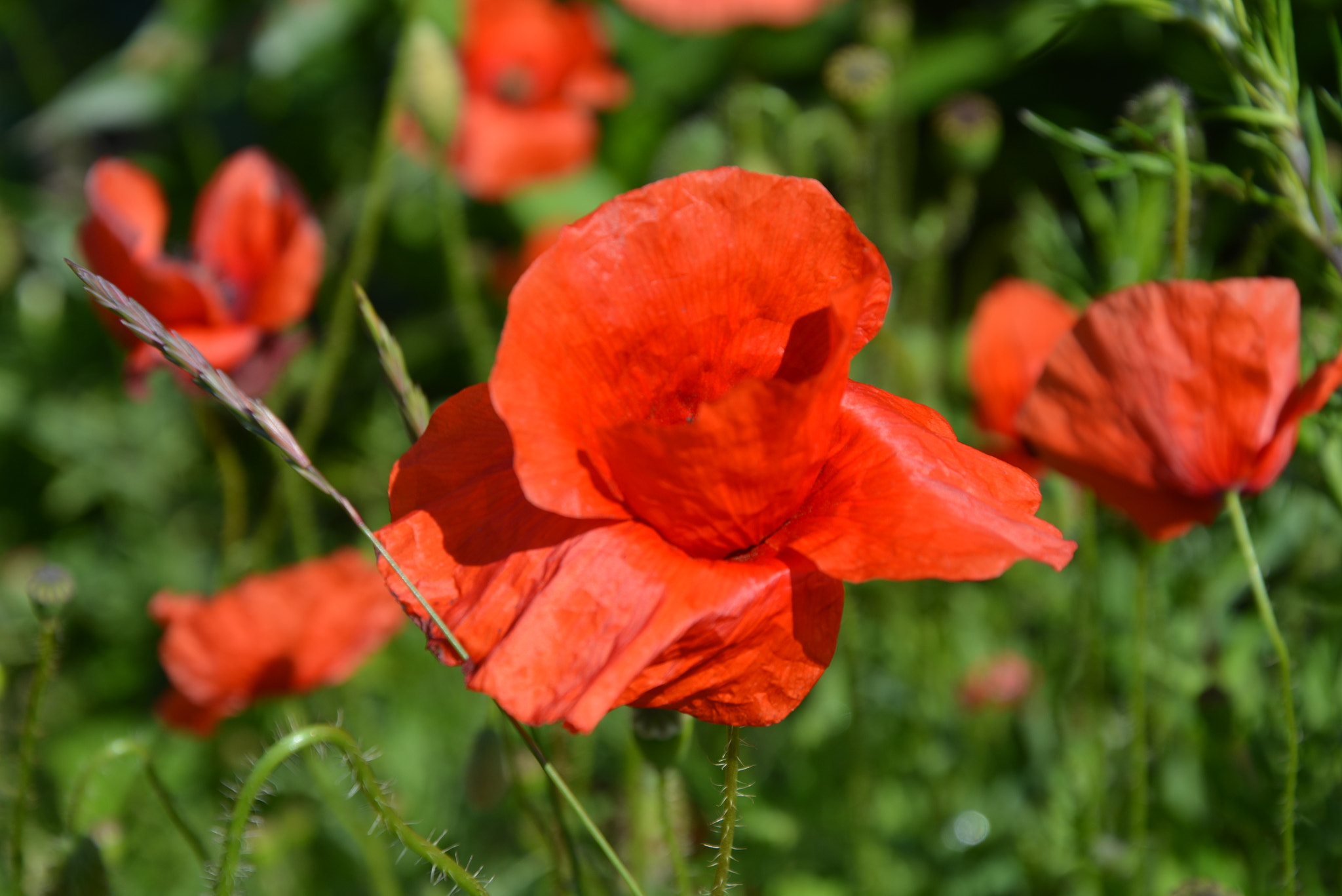 Nikon D7100 sample photo. Poppies photography