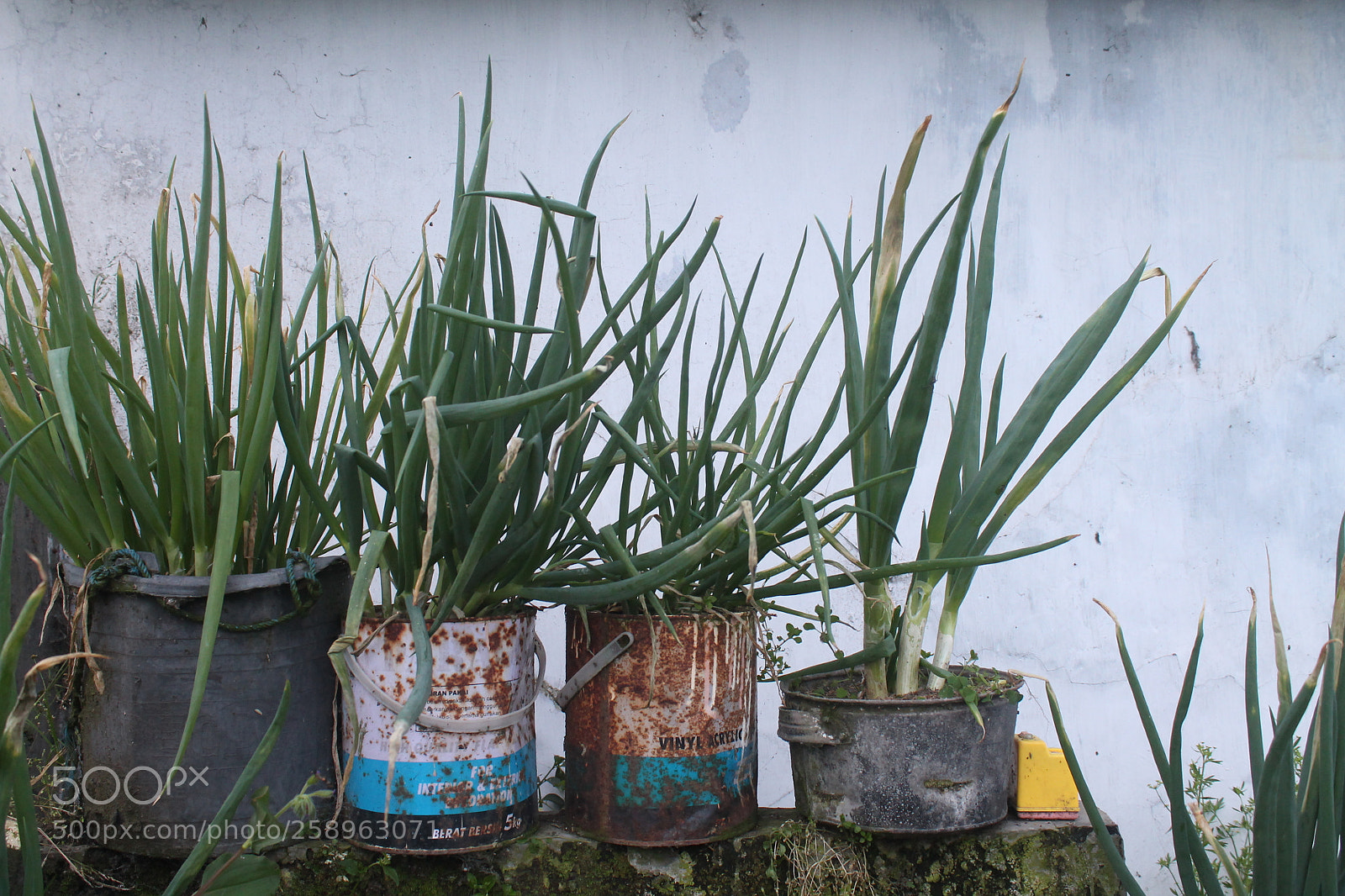 Canon EOS 1100D (EOS Rebel T3 / EOS Kiss X50) sample photo. Img photography
