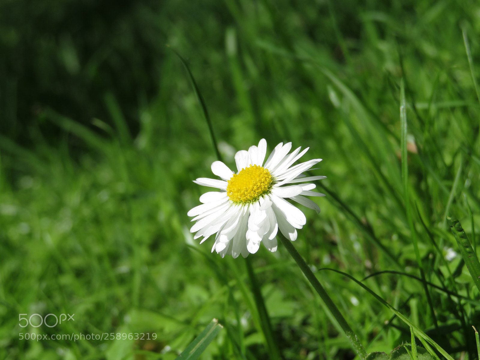 Canon PowerShot SX720 HS sample photo. Lonely beauty photography
