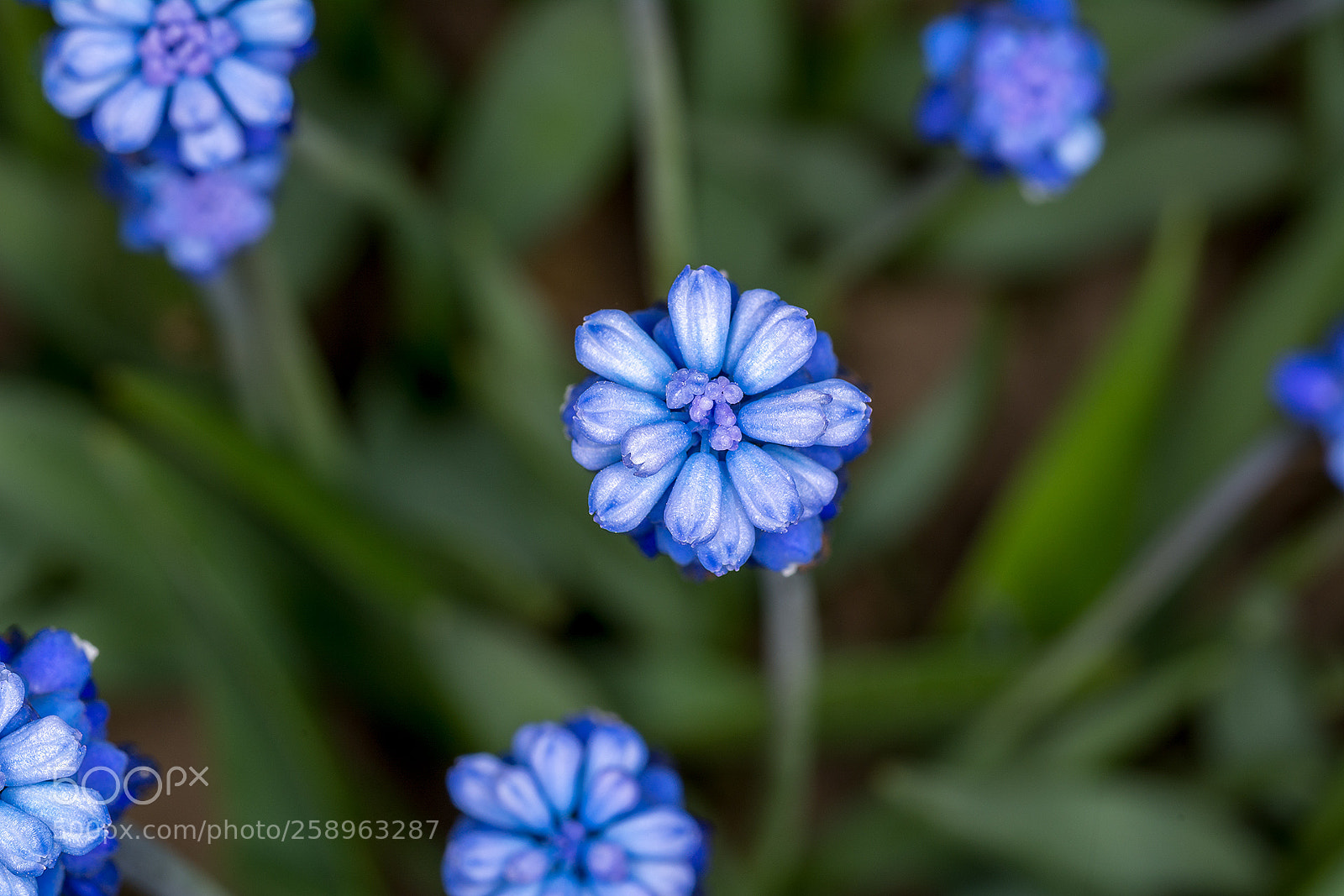 Nikon D7100 sample photo. Весенние цветы. photography
