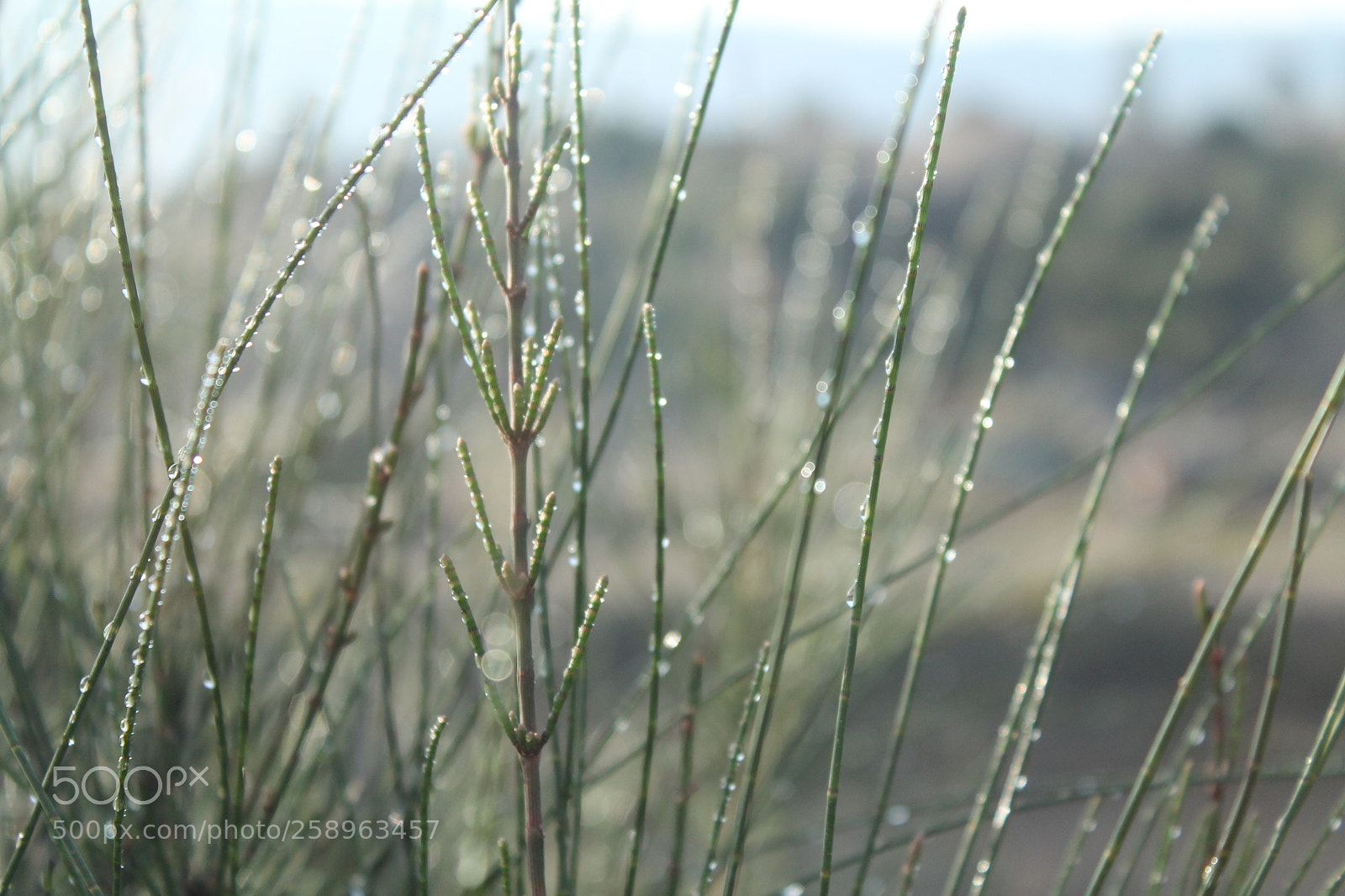 Canon EOS 1100D (EOS Rebel T3 / EOS Kiss X50) sample photo. Img photography