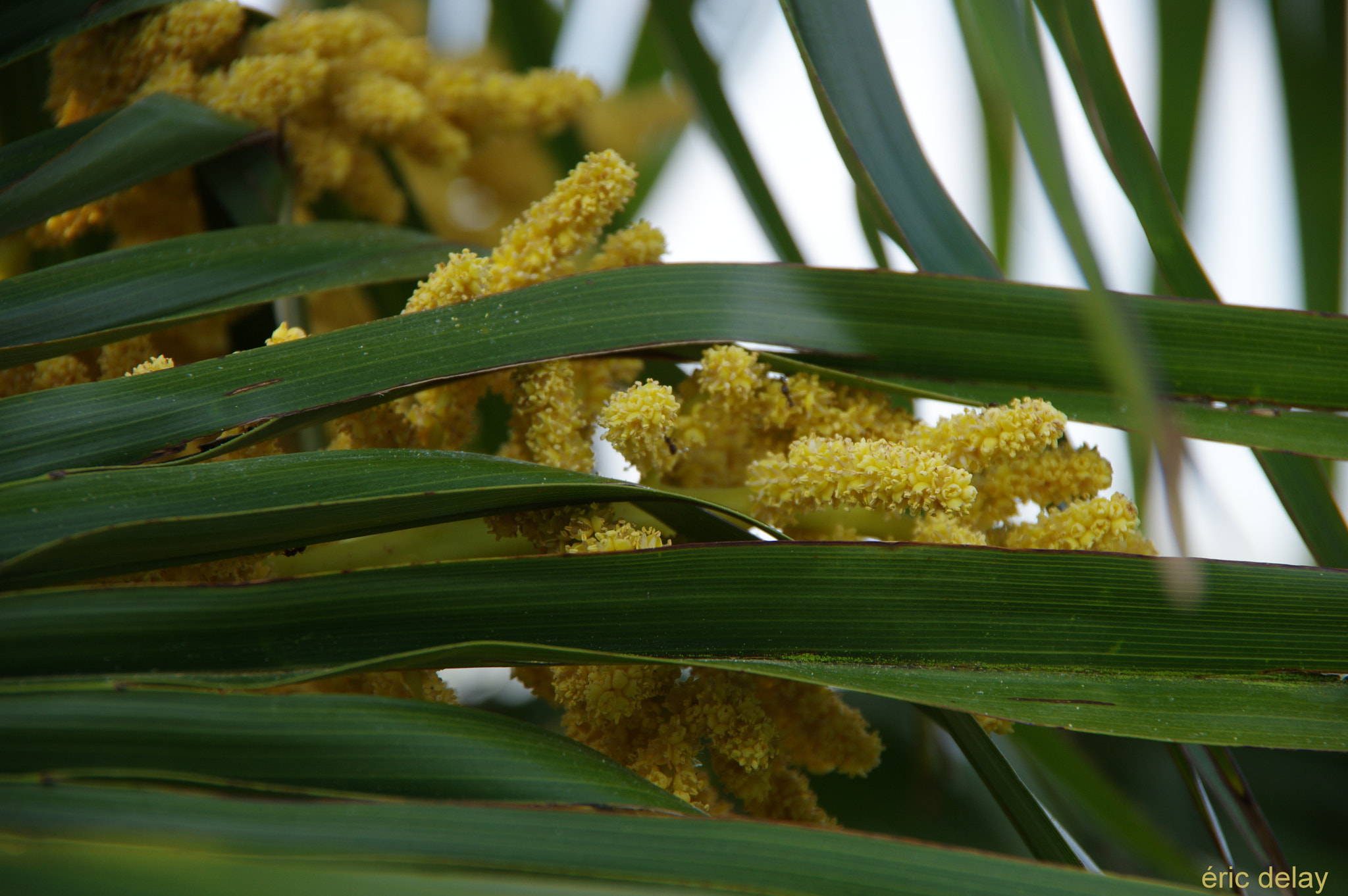 Pentax K-3 sample photo. Fleur de palmier photography