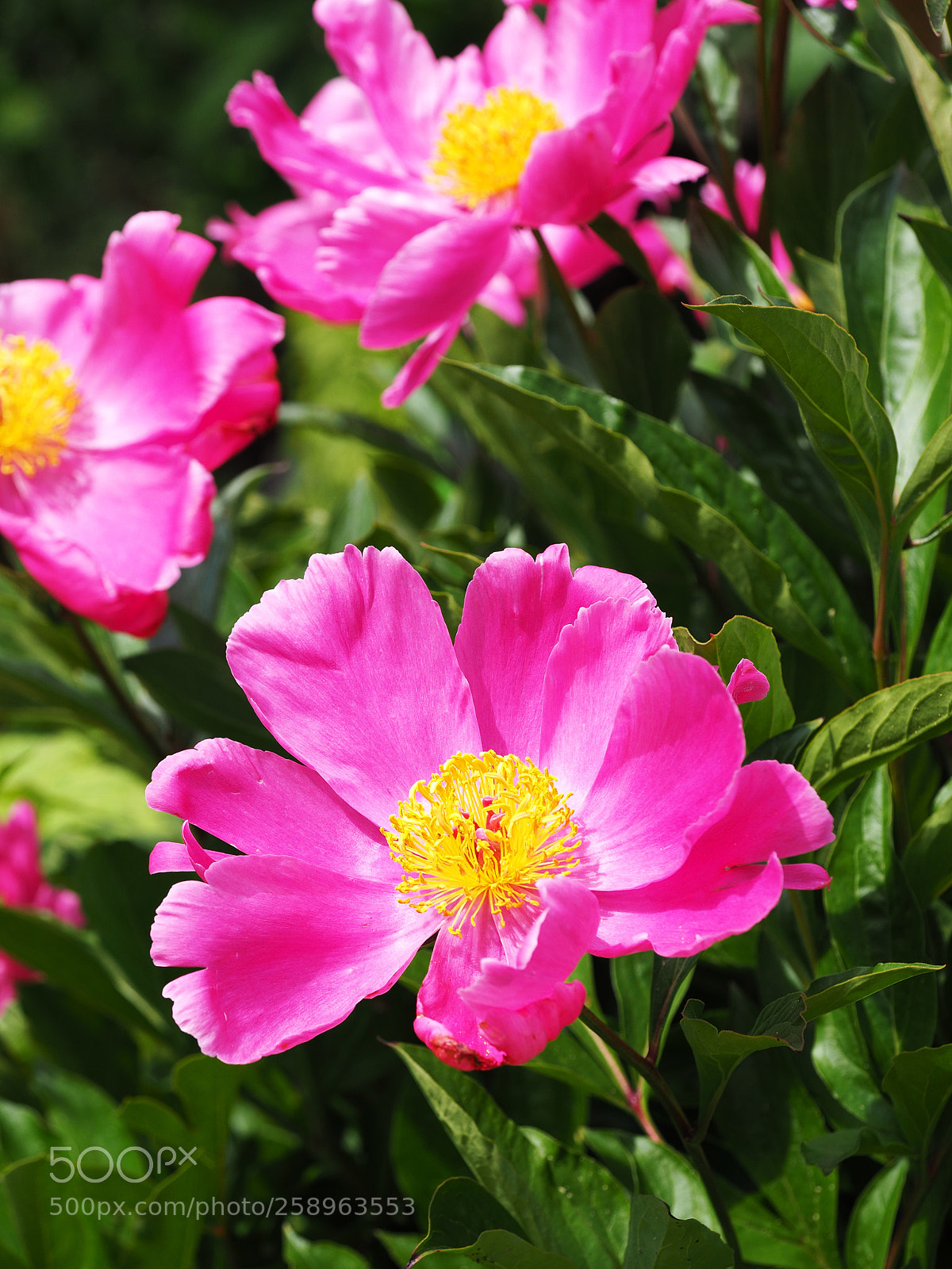 Olympus OM-D E-M10 II sample photo. Blossom photography