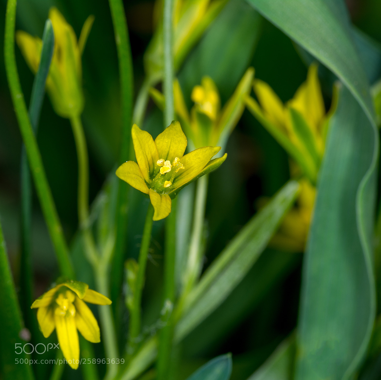 Nikon D7100 sample photo. Цветы. photography