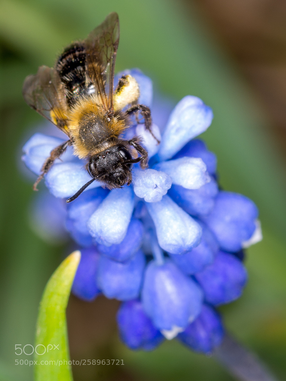Nikon D7100 sample photo. Весна. photography