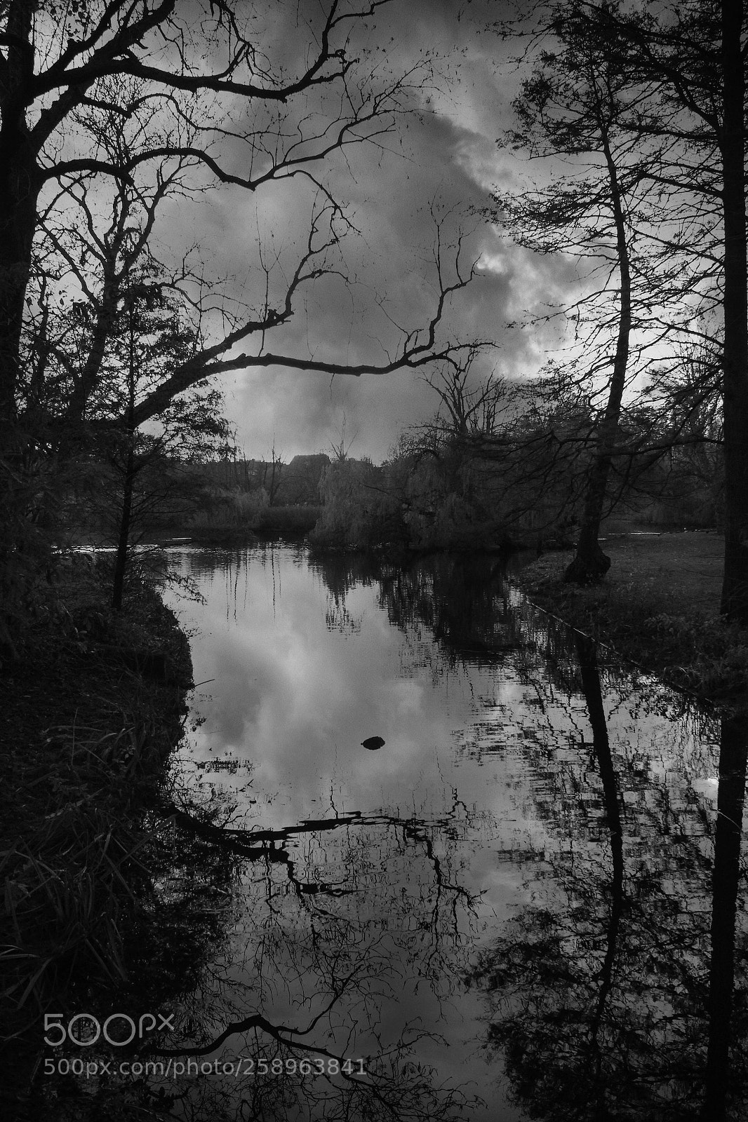 Canon EOS 550D (EOS Rebel T2i / EOS Kiss X4) sample photo. Vondel park amsterdam b photography