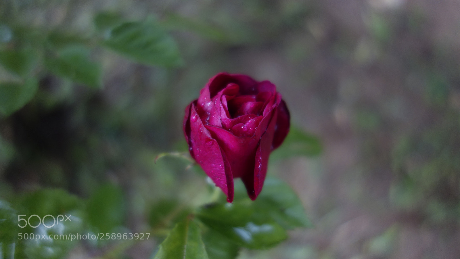 Sony Cyber-shot DSC-RX100 sample photo. Imagine photography