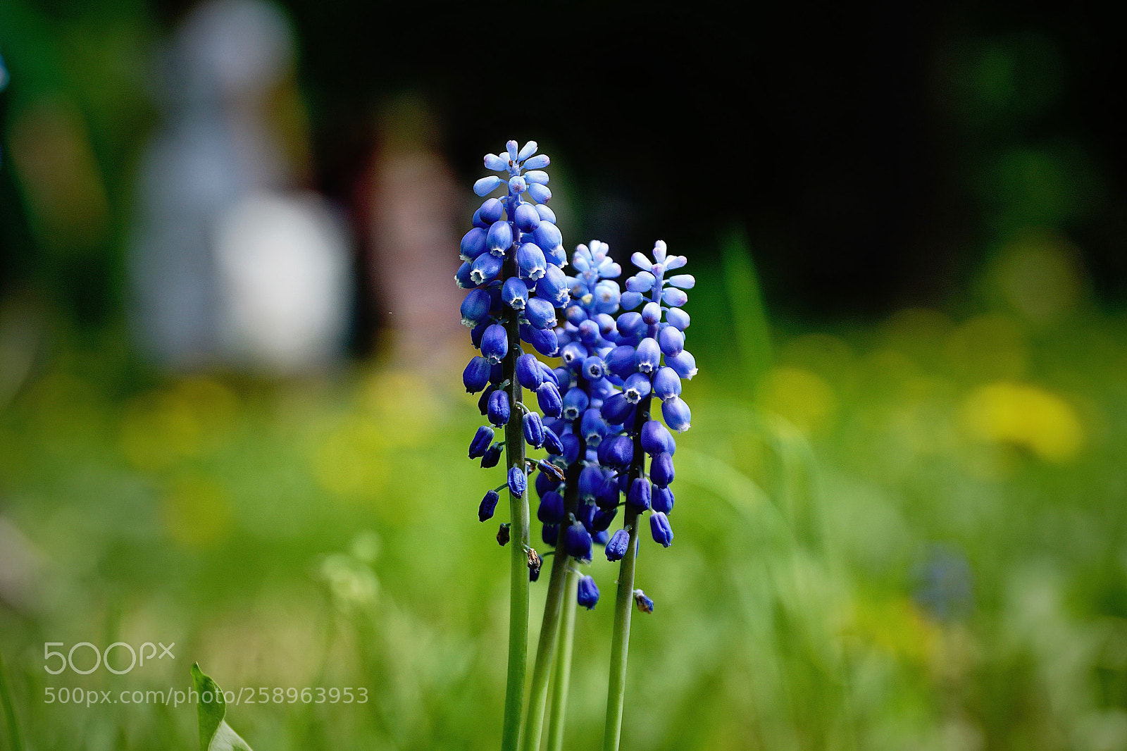 Sony ILCA-77M2 sample photo. Muscari photography