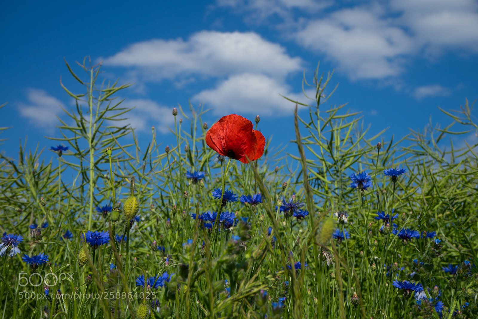 Sony a7 sample photo. Sommerwiese photography