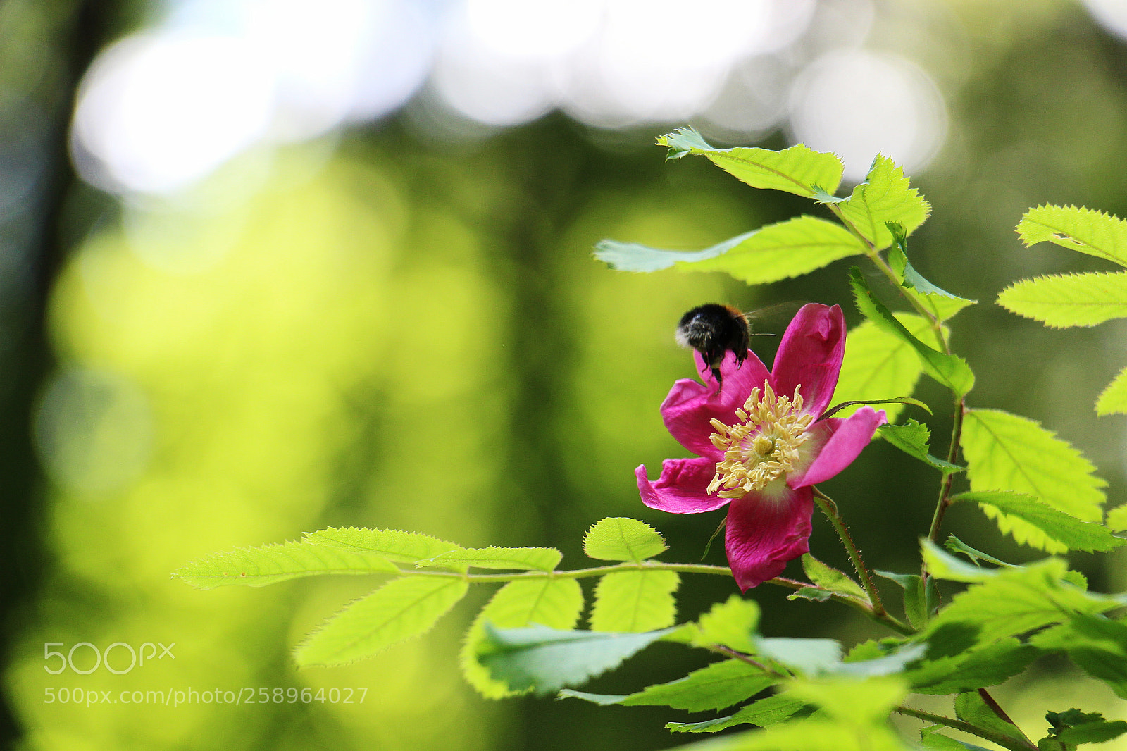 Canon EOS 100D (EOS Rebel SL1 / EOS Kiss X7) sample photo. Posati photography