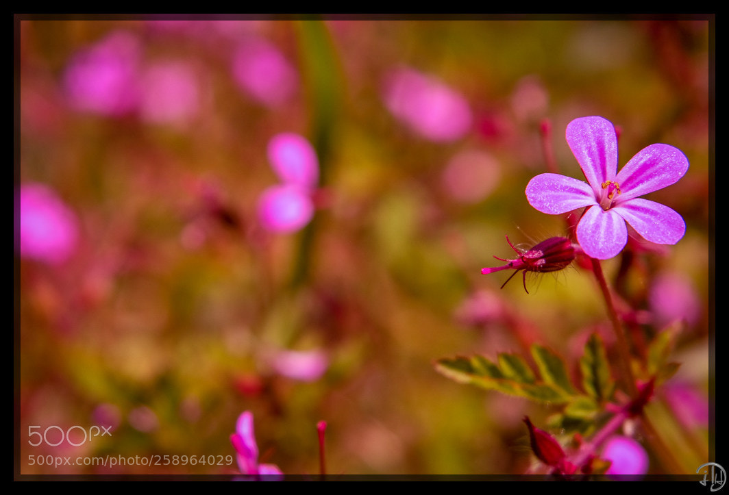 Fujifilm X-M1 sample photo. Little flower photography