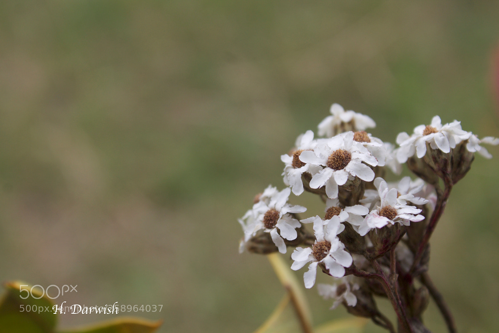 Canon EOS 1100D (EOS Rebel T3 / EOS Kiss X50) sample photo. Untitled photography