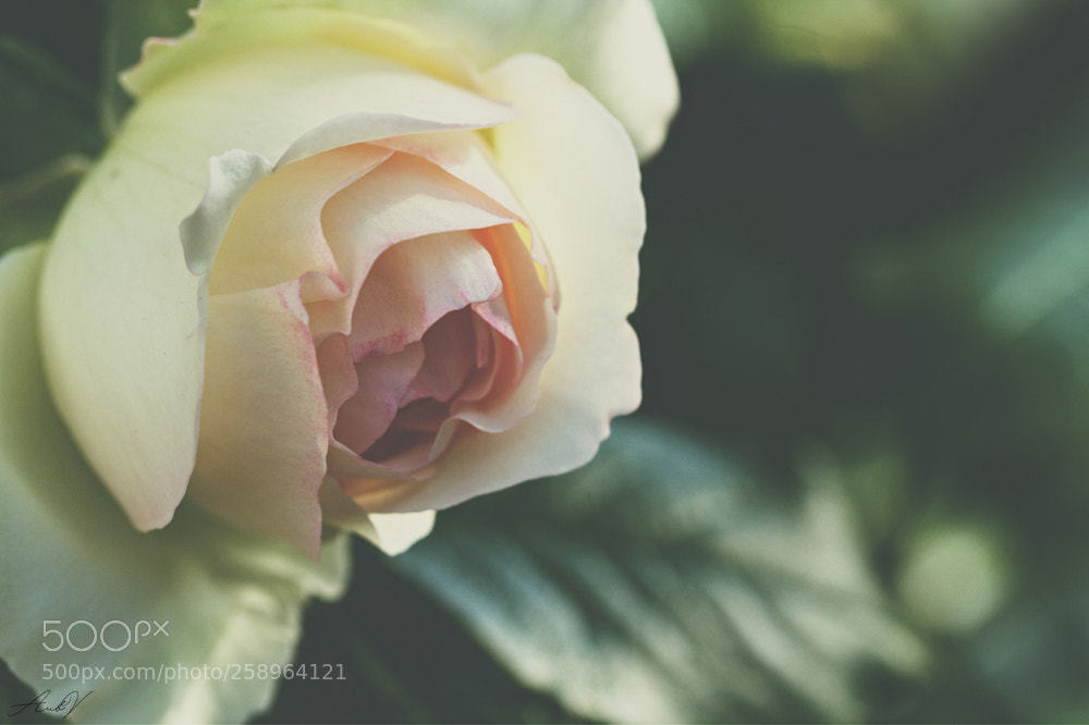Canon EOS 7D sample photo. Rosa 'pierre de ronsard photography