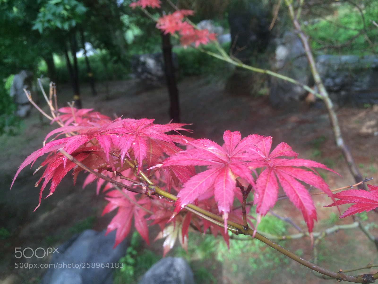 Apple iPhone 5s sample photo. Untitled photography