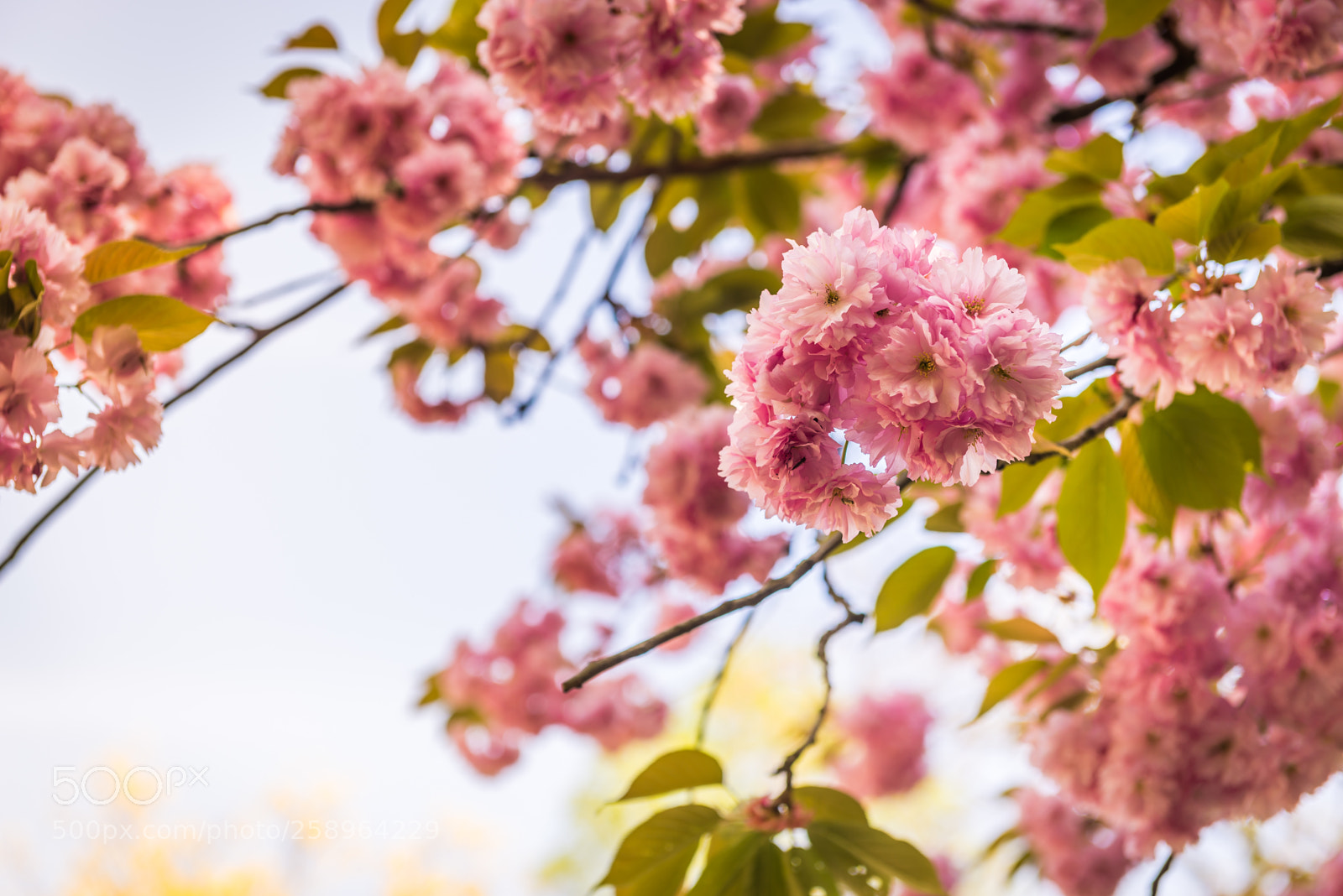 Nikon D610 sample photo. Pink flowers on the photography