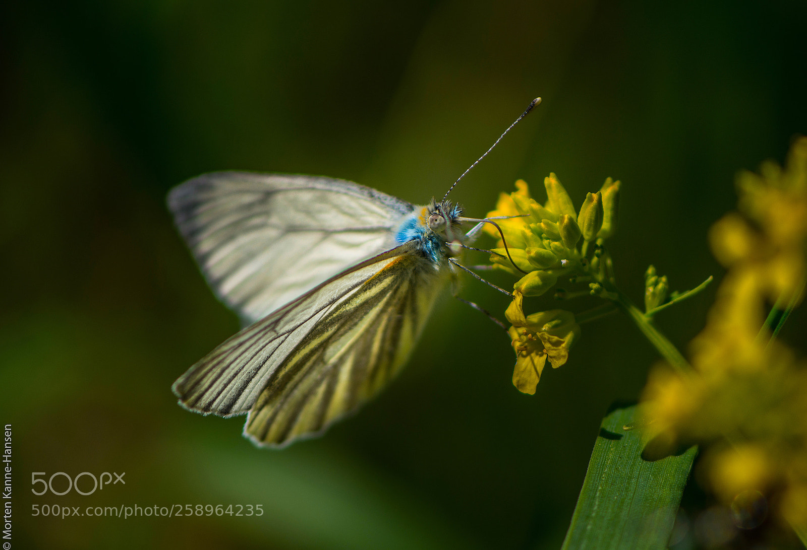 Nikon D800E sample photo. White wings #2 photography
