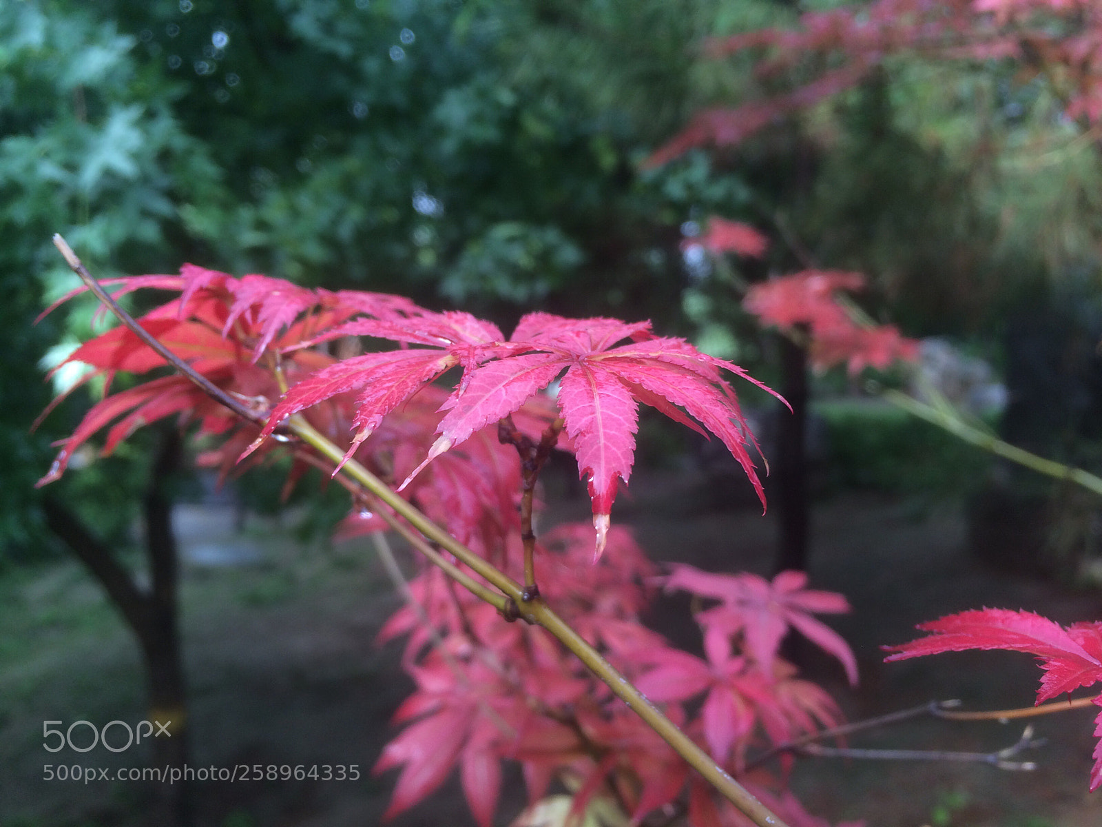 Apple iPhone 5s sample photo. Untitled photography