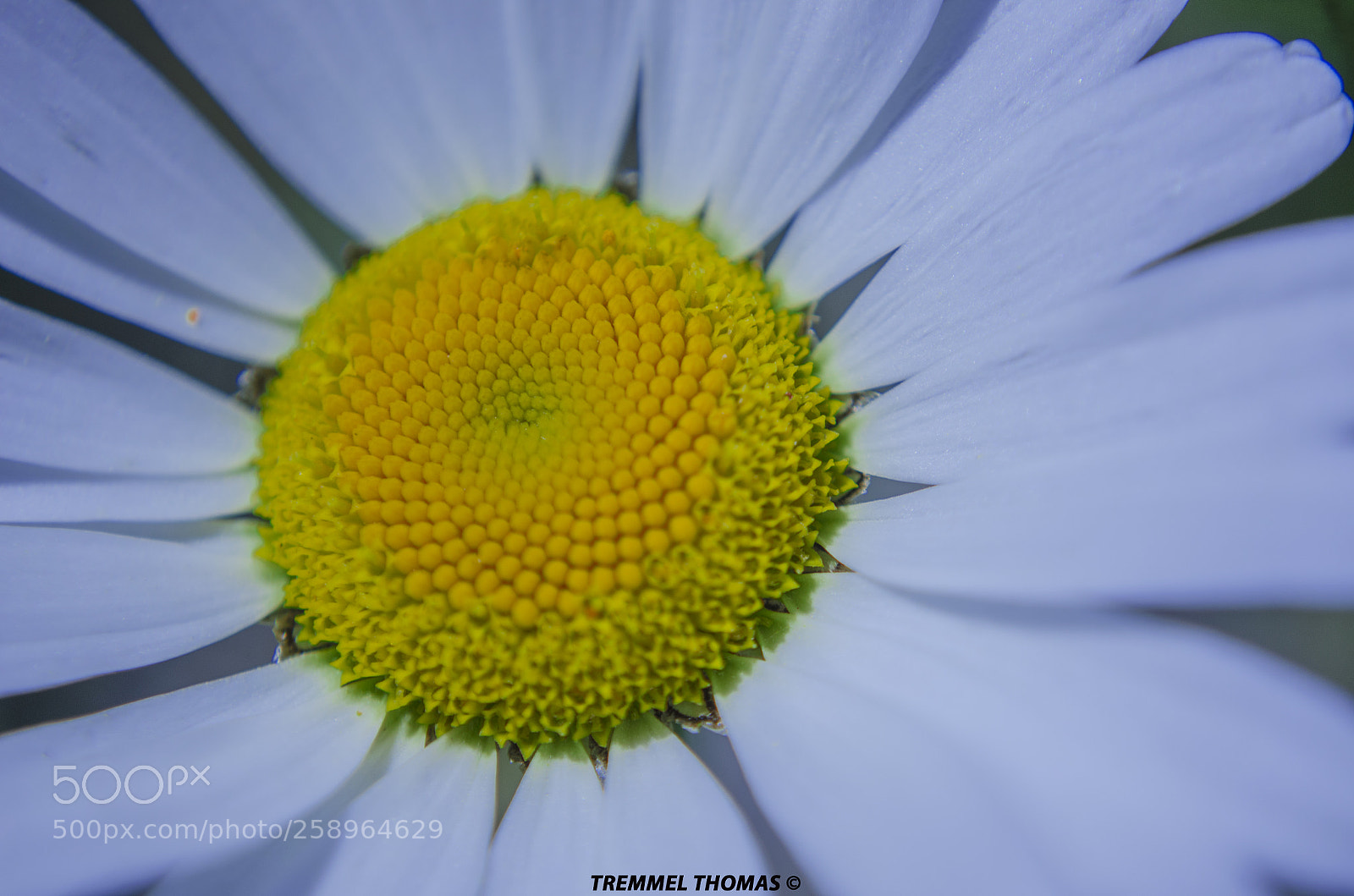 Nikon D5100 sample photo. Daisy in detail photography