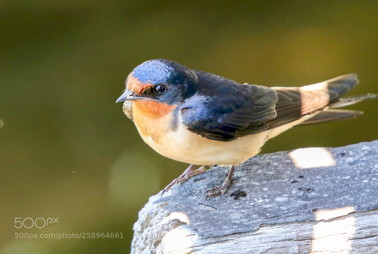 Canon EOS 7D Mark II sample photo. Barn swallow photography