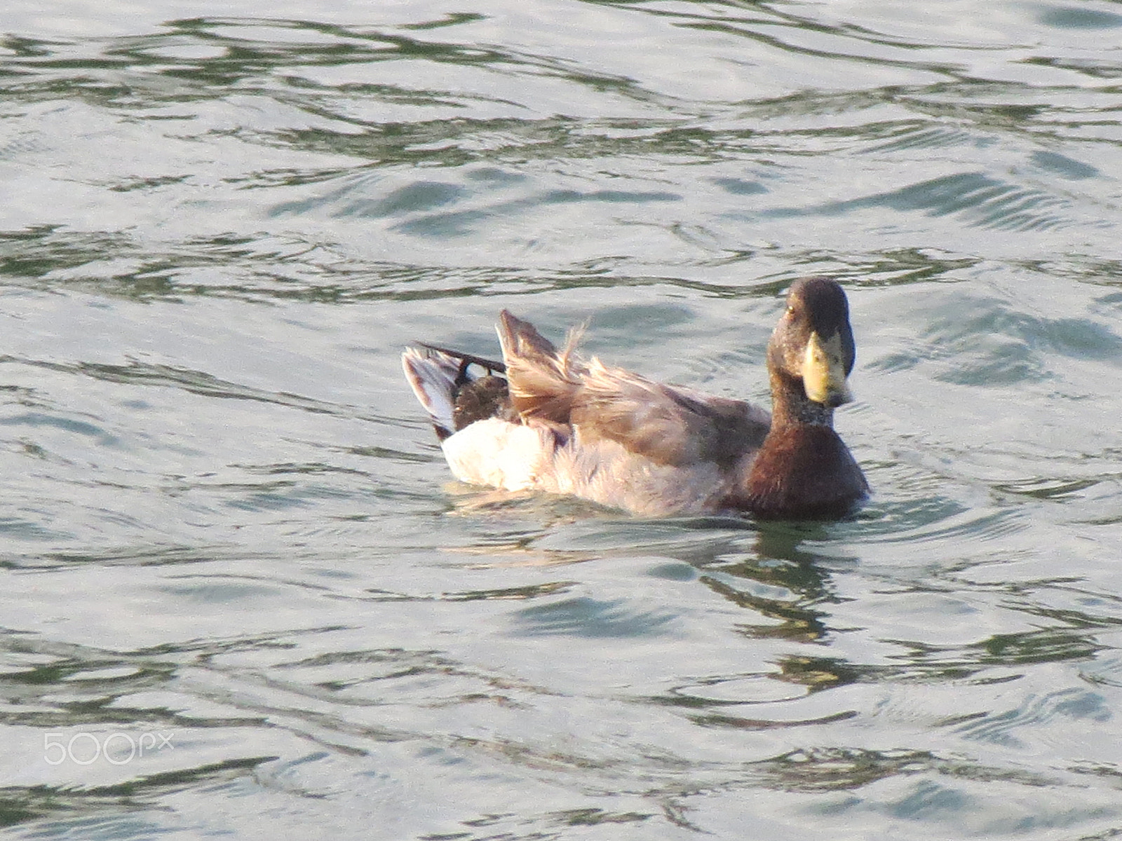 Canon PowerShot ELPH 530 HS (IXUS 510 HS / IXY 1) sample photo. Duck photography