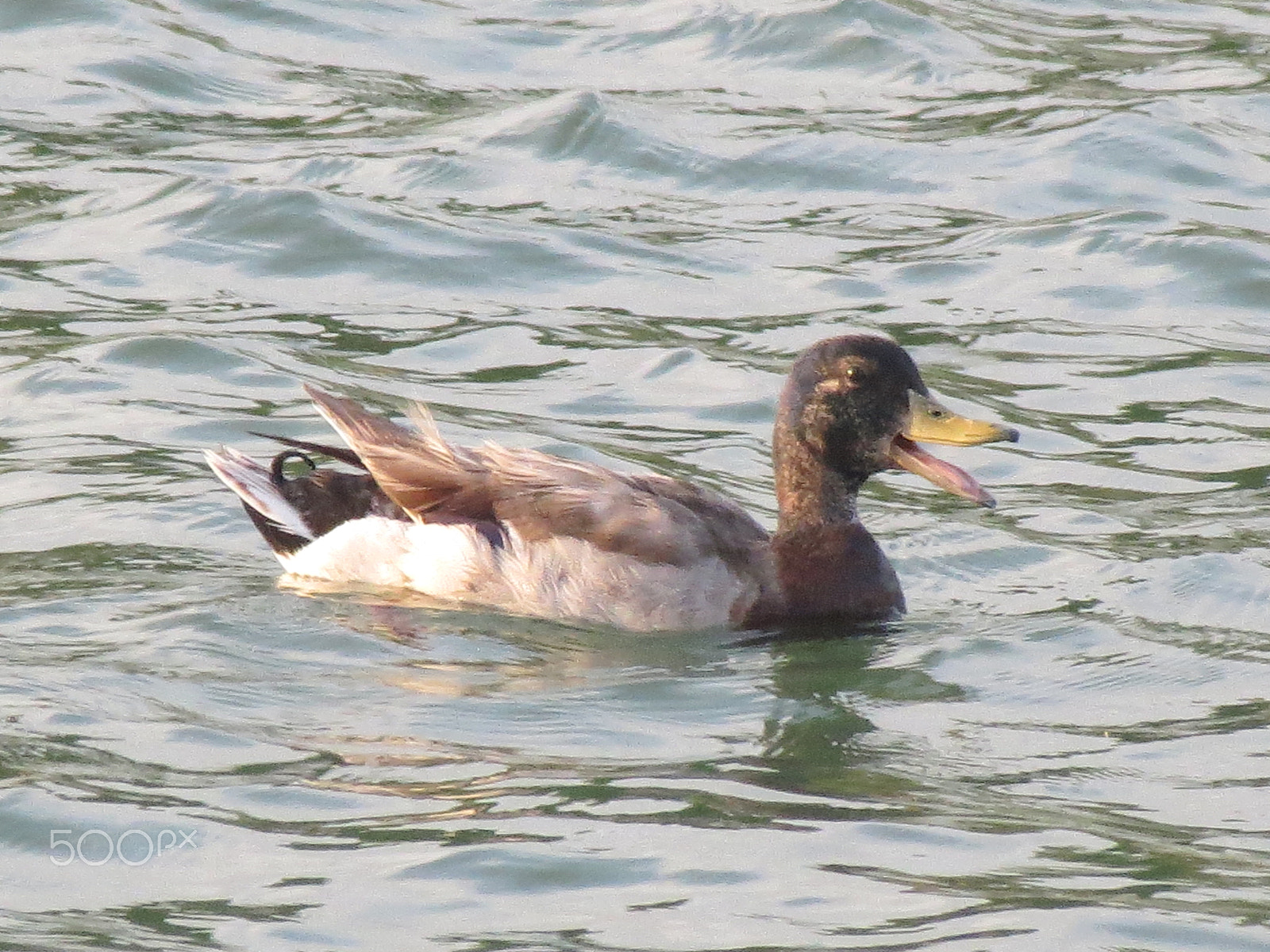Canon PowerShot ELPH 530 HS (IXUS 510 HS / IXY 1) sample photo. Duck photography